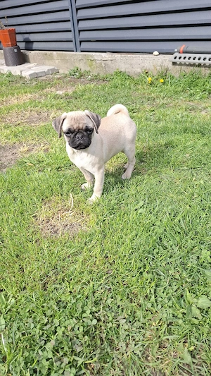 MOPS  Pug Transport  Gratuit in toata ROMANIA