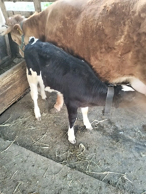 schimb sau vand vitica alb cu negru  - imagine 2