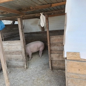 Porci de vanzare,greutate 100-110kg bucata - imagine 4