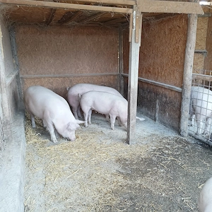 Porci de vanzare,greutate 100-110kg bucata - imagine 5