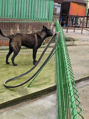 Femela Ciobanesc Belgian Malinois - imagine 3