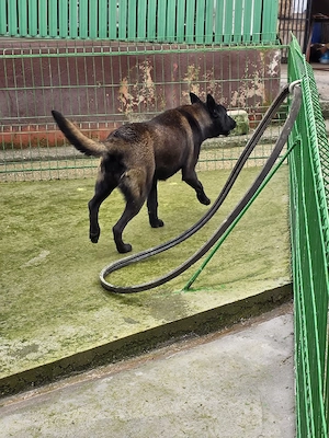 Femela Ciobanesc Belgian Malinois - imagine 2