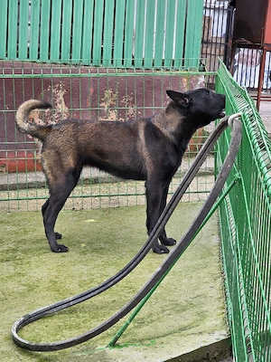 Femela Ciobanesc Belgian Malinois