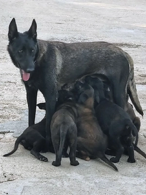 Catei Ciobanesc Belgian Malinois - imagine 3