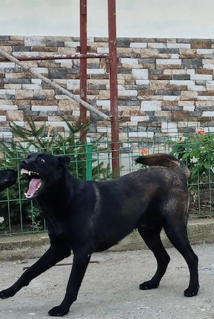 Catei Ciobanesc Belgian Malinois - imagine 5