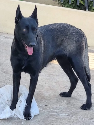 Catei Ciobanesc Belgian Malinois - imagine 4