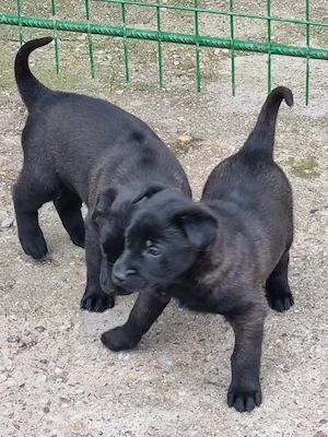 Catei Ciobanesc Belgian Malinois