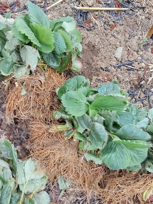 Vand stoloni de capsuni