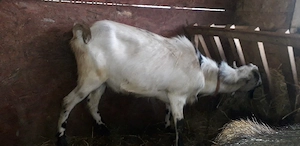 De vânzare doi țapi 