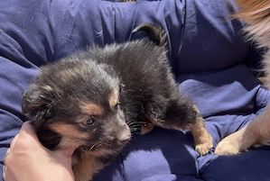 Donez catelusi talie mica - imagine 5