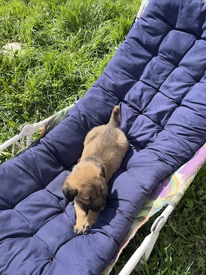 Donez catelusi talie mica - imagine 3