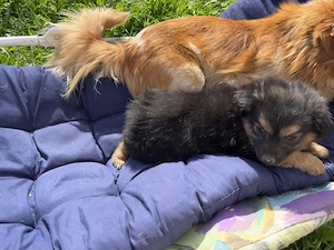 Donez catelusi talie mica - imagine 4