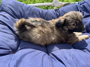 Donez catelusi talie mica