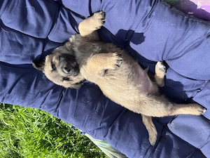 Donez catelusi talie mica - imagine 2