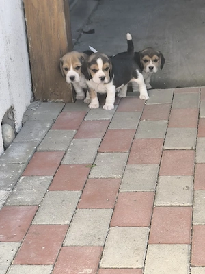 beagle tricolor - imagine 3