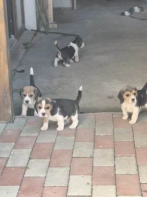 beagle tricolor