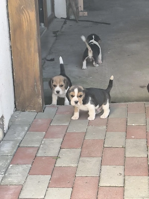 beagle tricolor