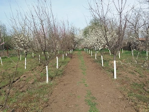 Casă locuită în prezent, de vânzare - imagine 5