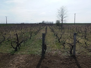 Casă locuită în prezent, de vânzare - imagine 3