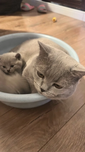 fetita british shorthair