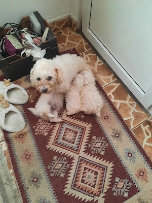 De vînzare - imagine 3