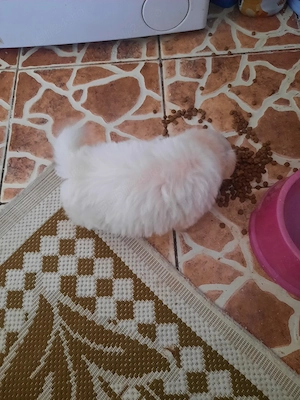 De vînzare - imagine 2