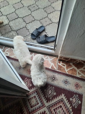 De vînzare - imagine 4