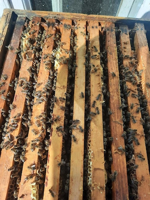 Vând 25 familii de albine