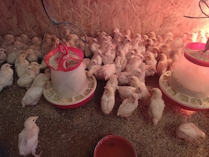 Pui de găină mixti și de carne și de oua