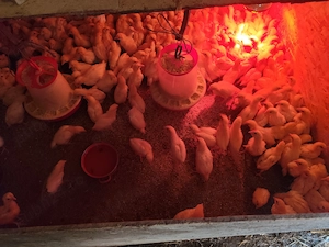 Pui de găină mixti și de carne și de oua - imagine 2