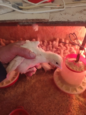 Pui de găină mixti și de carne și de oua - imagine 5