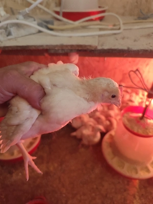 Pui de găină mixti și de carne și de oua - imagine 4