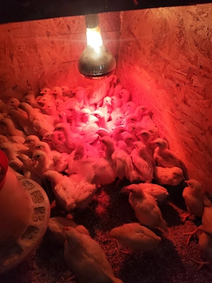 Pui de găină mixti și de carne și de oua - imagine 3