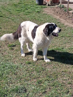 Ciobănesc de Bucovina - imagine 5