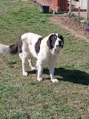 Ciobănesc de Bucovina - imagine 4