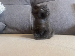  Oferta, Munchkin cu picioare scurte cu pedigree