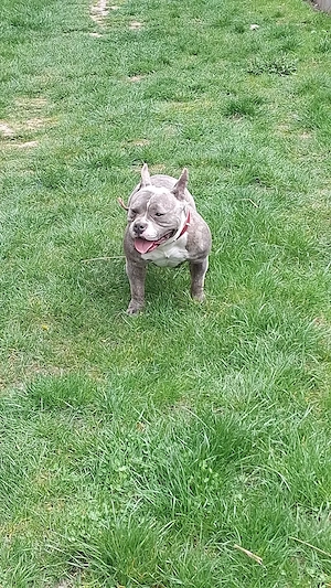 Vând Femelă American Bully Poket de 2.5 Ani !!