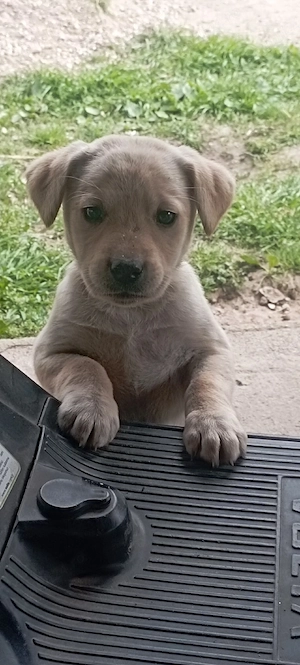 vand labrador retriever (ULTIMUL PUI) - imagine 4