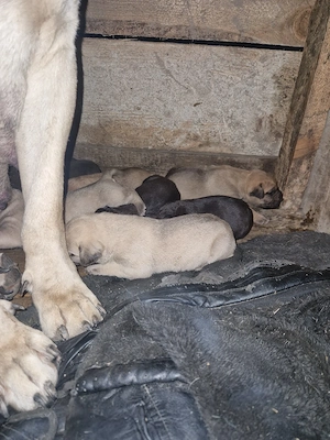 catei presa canario - imagine 4