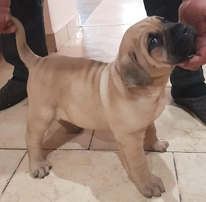 catei presa canario - imagine 3