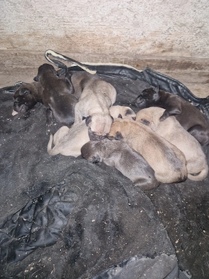 catei presa canario - imagine 5