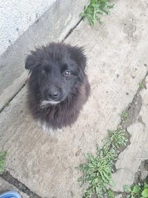 Catelusi donatie - imagine 5