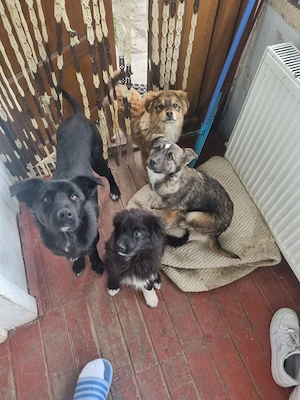 Catelusi donatie - imagine 4