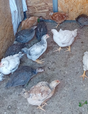 De vânzare Bibilici de 4 săptămâni  și pui gaină Monaco