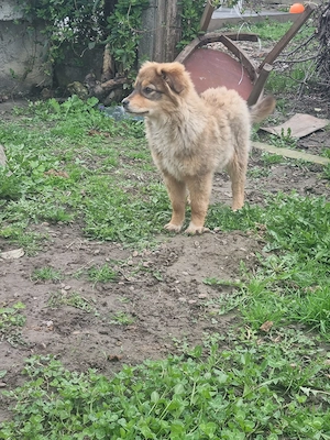 Catelusi donatie - imagine 3