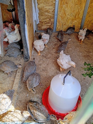 De vânzare Bibilici de 4 săptămâni  și pui gaină Monaco - imagine 2