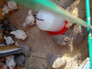 De vânzare Bibilici de 4 săptămâni  și pui gaină Monaco - imagine 4