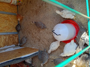 De vânzare Bibilici de 4 săptămâni  și pui gaină Monaco - imagine 6