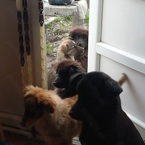 Catelusi donatie - imagine 2