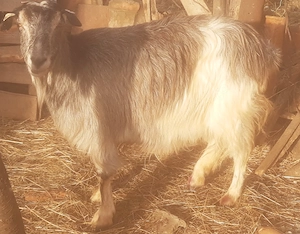 Capră de vânzare - imagine 2